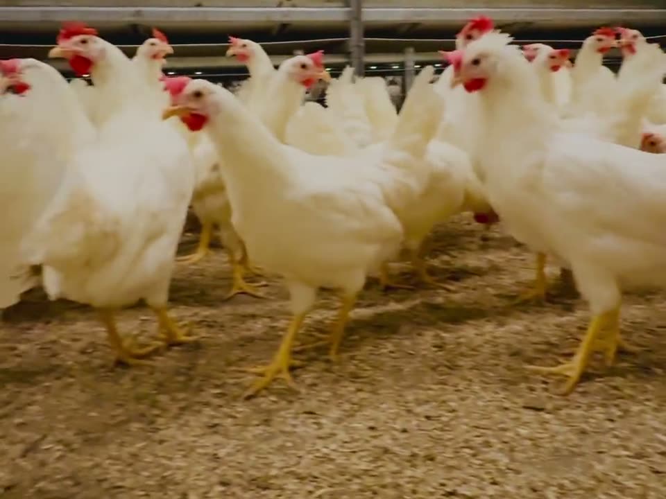 Frittg&aring;ande h&oslash;ner i h&oslash;nsehuset p&aring; Klokkargarden